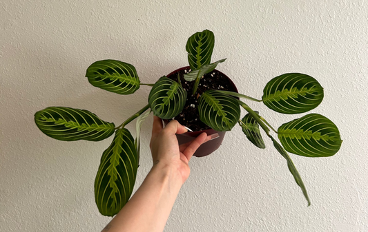 Lemon Lime Maranta - Prayer Plant 6"