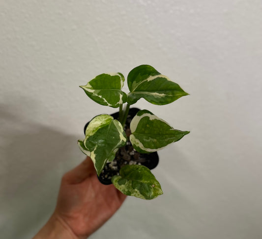 Pearls and Jade Pothos 3"