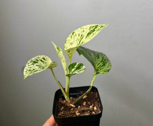 Marble Queen Pothos 3"
