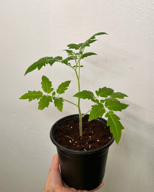 Large Cherry Tomato Plant