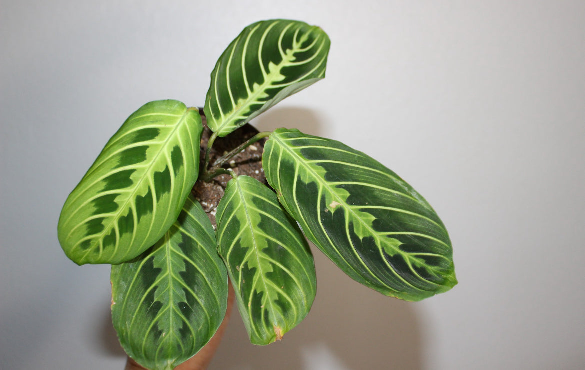 Lemon Lime Maranta - Prayer Plant 3"