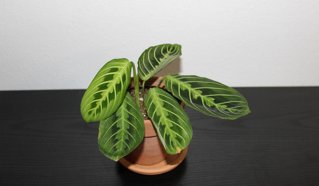 Lemon Lime Maranta - Prayer Plant 3"