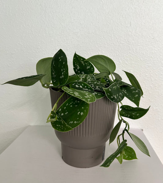 Satin Pothos 6"