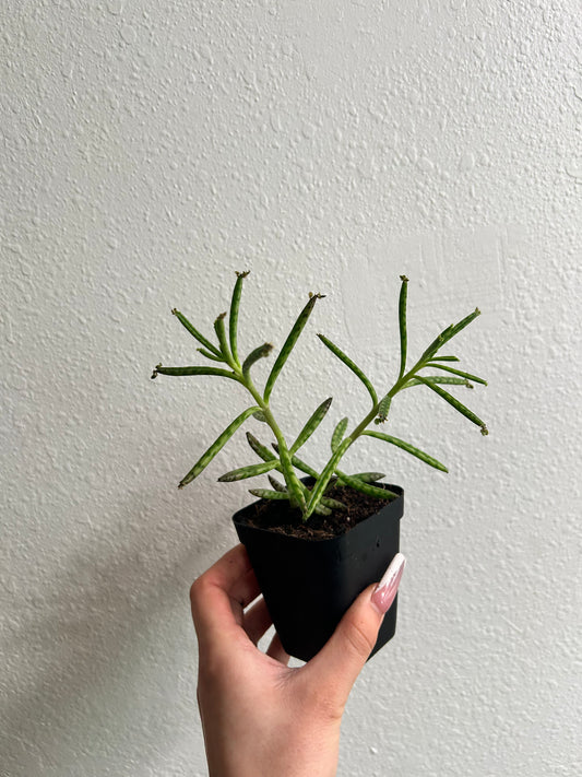 Mother of Millions 3"