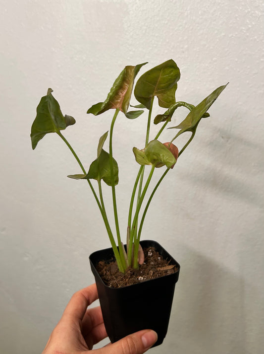 Syngonium 3"